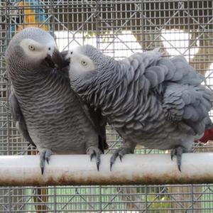 very proven pair of african greys FOR SALE ADOPTION