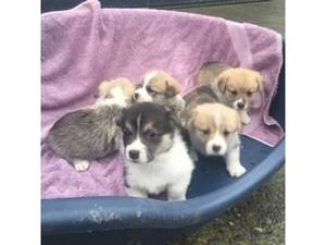 Cute Pembroke Welsh Corgi Puppies For Sale FOR SALE ADOPTION