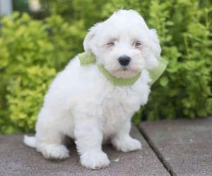 Adorable Coton de Tulear puppies FOR SALE ADOPTION