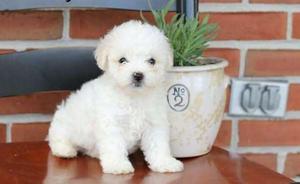 Bouncy Bichon puppies FOR SALE ADOPTION
