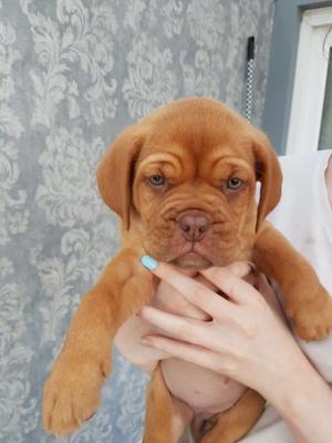 Chunky Dogue De Bordeaux Puppies For Sale FOR SALE ADOPTION
