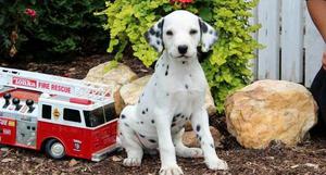 Dalmatian puppies vet checked FOR SALE ADOPTION