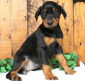 Gorgeous Doberman Pinscher puppies FOR SALE ADOPTION