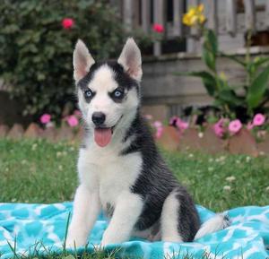 Gorgeous Siberian Husky puppies with beautiful eyes FOR SALE ADOPTION
