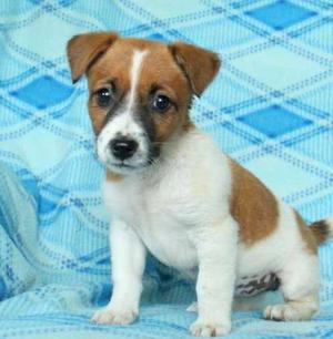Jack Russell Terrier puppies with a bubbly personalities FOR SALE ADOPTION