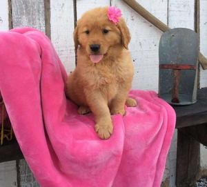 Lovable Golden Retriever puppies FOR SALE ADOPTION