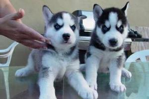 Lovely cute Siberian Husky puppies for sale FOR SALE ADOPTION