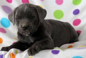 charming Cane Corso puppy with a laid back personality FOR SALE ADOPTION