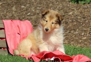 cute Collie puppies with a bubbly spirit FOR SALE ADOPTION
