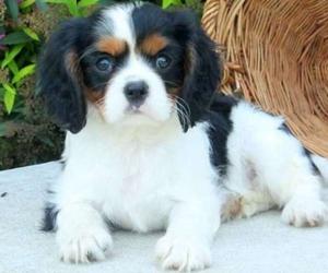 energetic Cavalier King Charles puppies FOR SALE ADOPTION