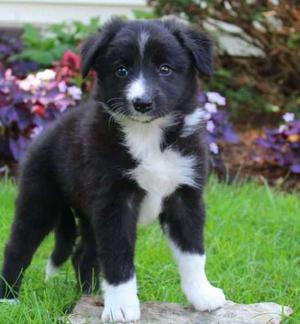 friendly Border Collie puppies FOR SALE ADOPTION