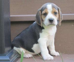 lovable Beagle puppies FOR SALE ADOPTION