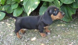 sweet Dachshund puppies ready for a forever home FOR SALE ADOPTION