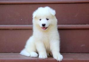 sweet Samoyed puppies with a beautiful coat FOR SALE ADOPTION