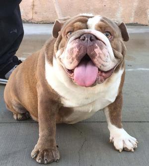 English Bulldog for sale FOR SALE ADOPTION