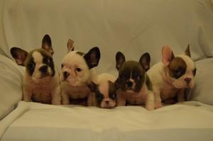 French bulldogs for any pet lover FOR SALE ADOPTION