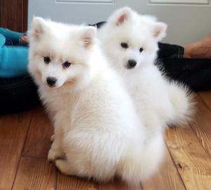 American Eskimo Puppies FOR SALE ADOPTION