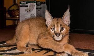 Caracal lynx exotic cat for sale adoption | Posot Class