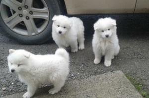 Cute Samoyed Pups FOR SALE ADOPTION