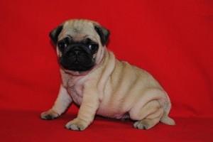 Fawn and black Pug puppies FOR SALE ADOPTION