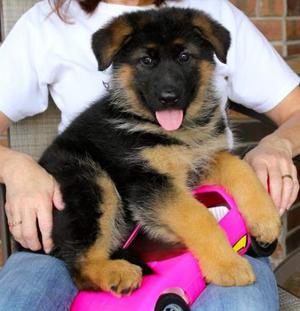 German Shepherd Puppies Available FOR SALE ADOPTION