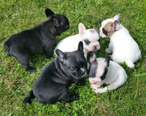 Gorgeous French bulldog puppies for lovely homes FOR SALE ADOPTION