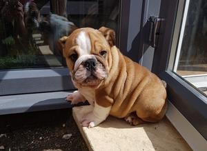 Healthy Male and Female English Bulldogs FOR SALE ADOPTION