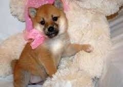 exceptional male and female Shiba Inu puppies for adoption FOR SALE ADOPTION