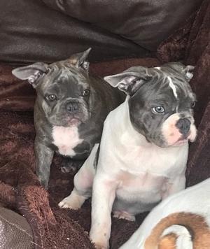 Beautiful French Bulldog Puppy 4 Months Old FOR SALE ADOPTION