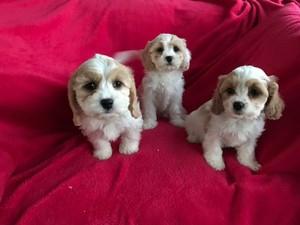 Cavachon puppies for sale FOR SALE ADOPTION