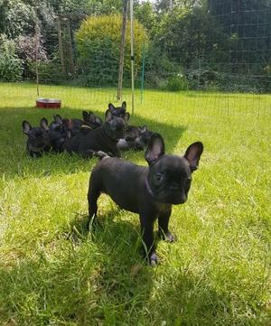 French Bulldog Puppies for sale FOR SALE ADOPTION
