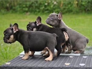 French bulldog for sale FOR SALE ADOPTION