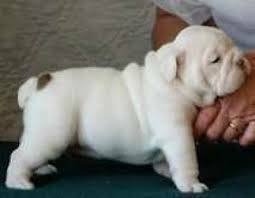 Unique English bulldog puppies for sale FOR SALE ADOPTION