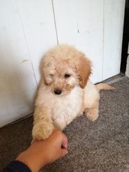 Standard poodle puppies available for sale FOR SALE ADOPTION