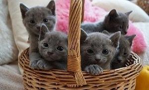 Russian Blue Kittens for good home FOR SALE ADOPTION