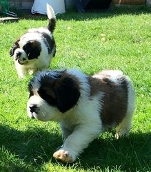 Beautiful St Bernard Puppies FOR SALE ADOPTION