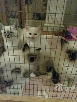 Birman Kittens For Sale FOR SALE ADOPTION