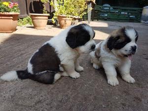St Bernard Puppies FOR SALE ADOPTION