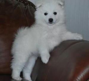 American eskimo dog Puppies Available For New Looking Home FOR SALE ADOPTION