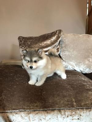 Beautiful Pomsky Puppies Only 1 Girl Remaining FOR SALE ADOPTION