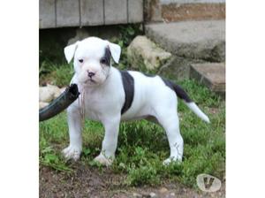 Cute American Bulldog puppies for adoptiona FOR SALE ADOPTION