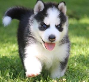 Male And Female Siberian Husky Puppies With Blue Eyes FOR SALE ADOPTION