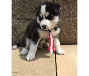  Siberian husky Puppies Males and Females FOR SALE ADOPTION
