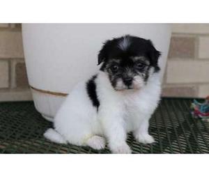 kss Clean Havanese puppies available  FOR SALE ADOPTION