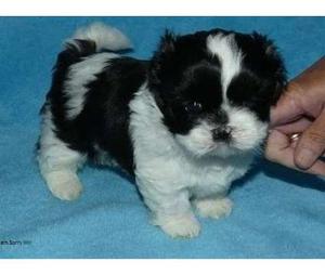 sweet shih tzu puppies now  FOR SALE ADOPTION