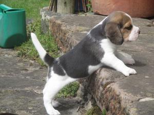 Beagle puppies FOR SALE ADOPTION