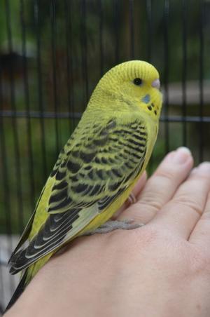 Beautiful Baby Budgie Brand New Cage Full Set Up FOR SALE ADOPTION