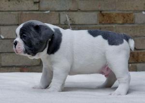 Beautiful French Bulldog puppies FOR SALE ADOPTION