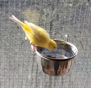 Canary For Sale FOR SALE ADOPTION