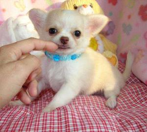 Chihuahua puppies FOR SALE ADOPTION